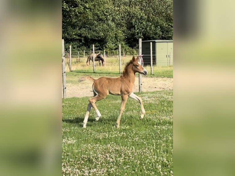 Deutsches Reitpony Stute  Fuchs in D&#xF6;tlingen