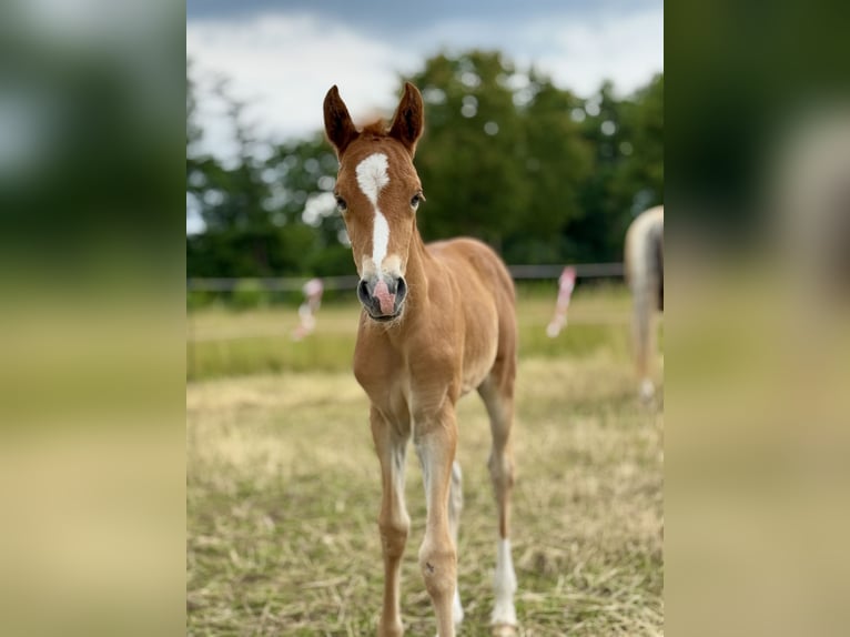 Deutsches Reitpony Stute  Fuchs in D&#xF6;tlingen