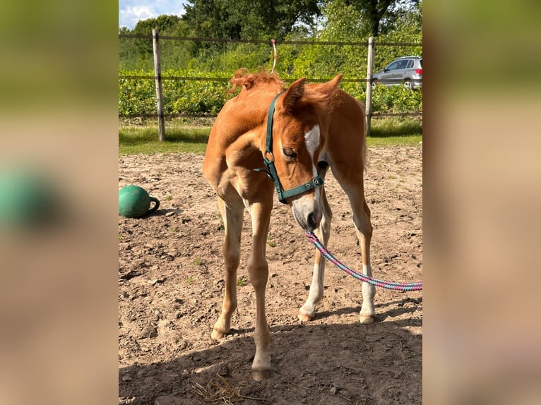 Deutsches Reitpony Stute  Fuchs in D&#xF6;tlingen