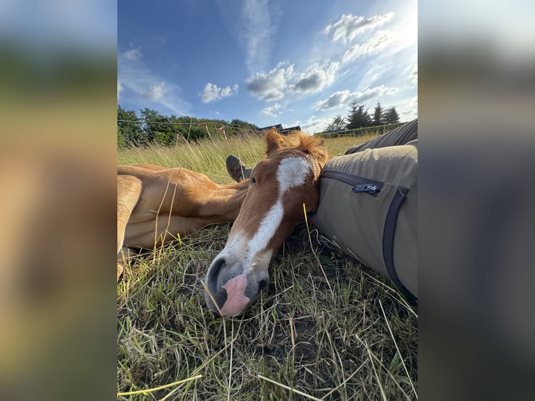 Deutsches Reitpony Stute  Fuchs in D&#xF6;tlingen