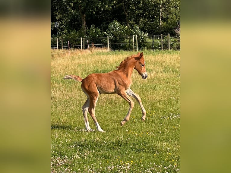 Deutsches Reitpony Stute  Fuchs in D&#xF6;tlingen