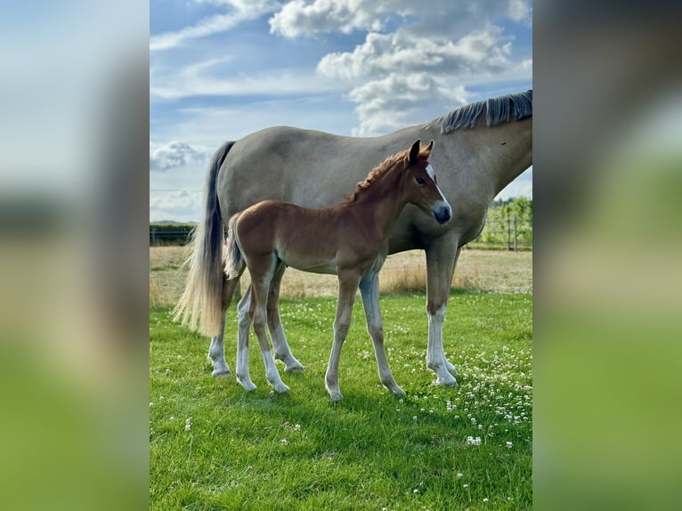 Deutsches Reitpony Stute  Fuchs in D&#xF6;tlingen