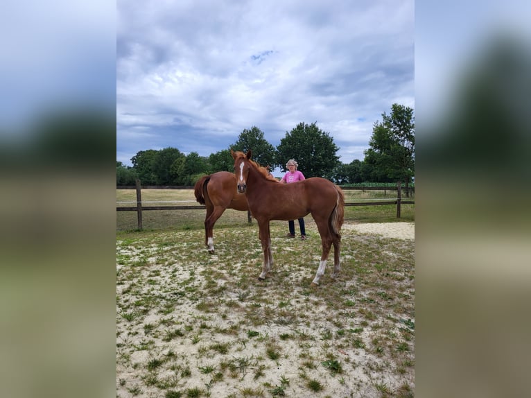 Deutsches Reitpony Stute  Fuchs in L&#xFC;dinghausen