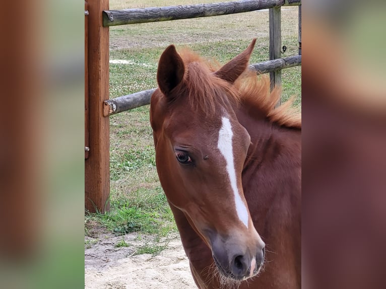 Deutsches Reitpony Stute  Fuchs in L&#xFC;dinghausen