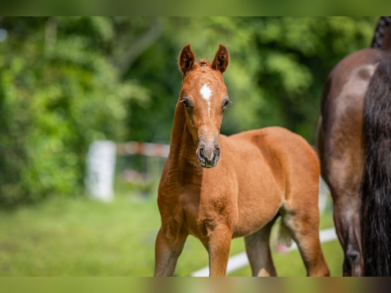 Deutsches Reitpony Stute  Fuchs in Vechta