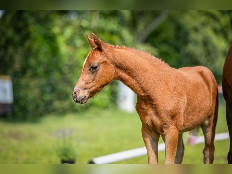 Deutsches Reitpony Stute  Fuchs in Vechta