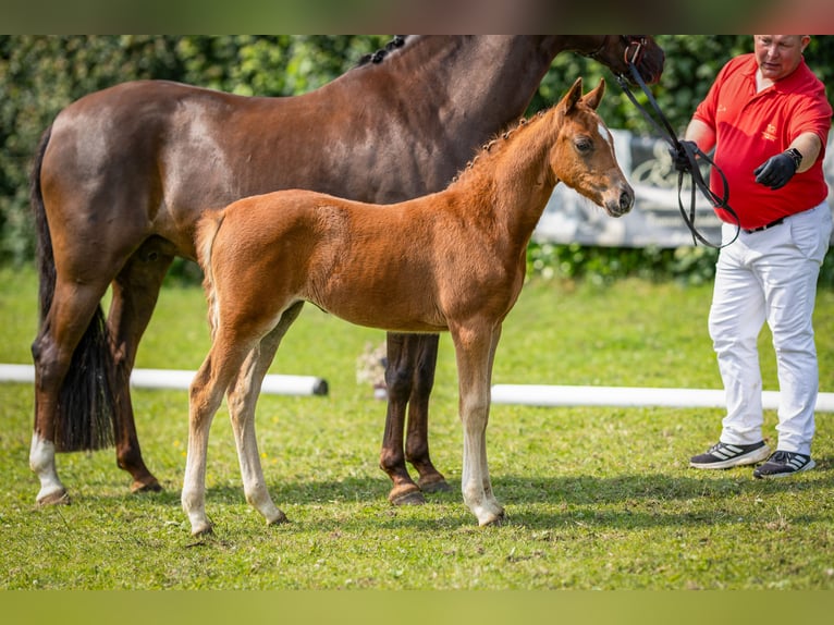 Deutsches Reitpony Stute  Fuchs in Vechta