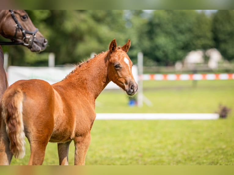 Deutsches Reitpony Stute  Fuchs in Vechta