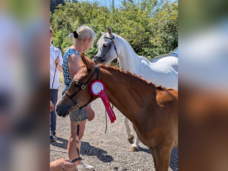 Deutsches Reitpony Stute Fohlen (04/2026) Fuchs in Scherstetten