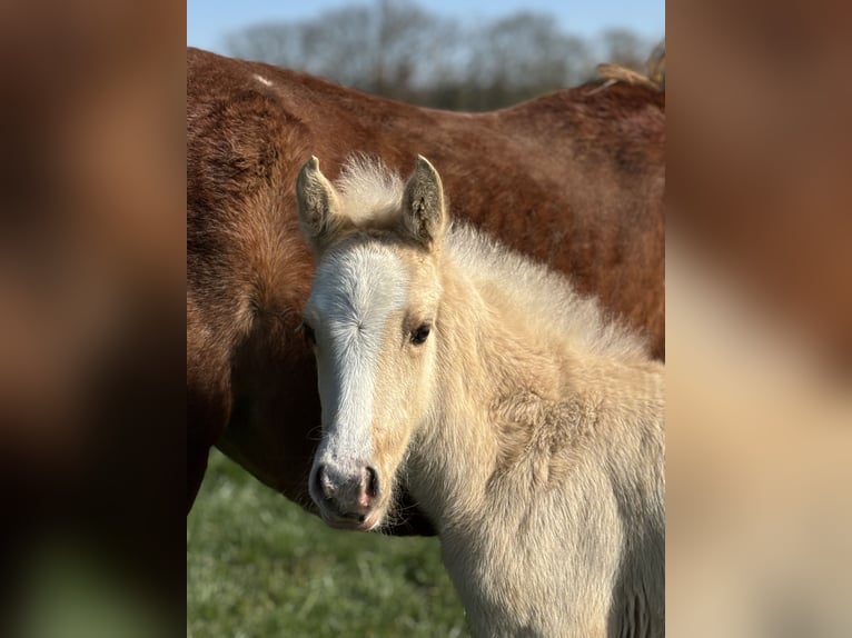 Deutsches Reitpony Stute  Palomino in D&#xFC;lmen
