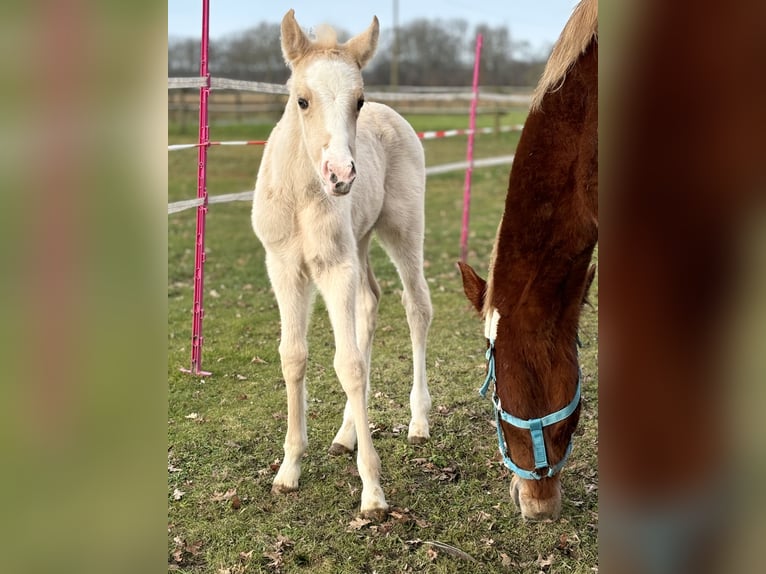 Deutsches Reitpony Stute  Palomino in D&#xFC;lmen