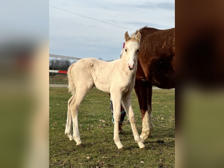 Deutsches Reitpony Stute  Palomino in D&#xFC;lmen