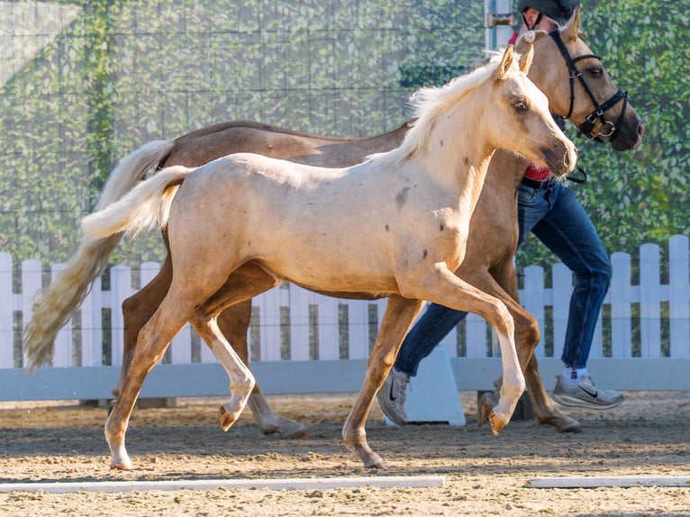 Deutsches Reitpony Stute Fohlen (03/2026) Palomino in Mnster-Handorf