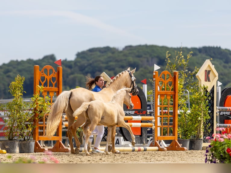Deutsches Reitpony Stute Fohlen (05/2026) Palomino in Overath