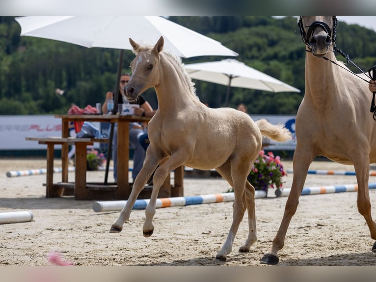 Deutsches Reitpony Stute Fohlen (05/2026) Palomino in Overath
