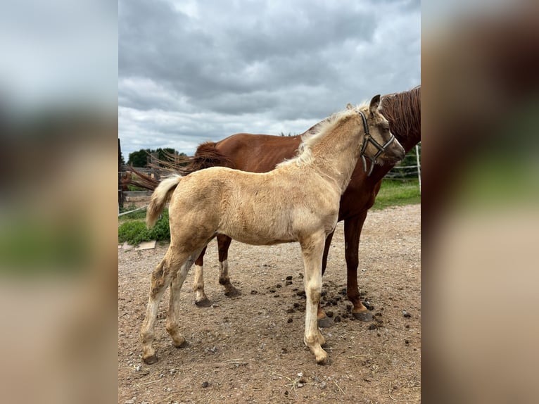 Deutsches Reitpony Stute Fohlen (04/2026) Palomino in Derenta