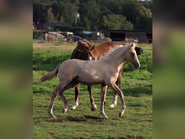 Deutsches Reitpony Stute Fohlen (05/2026) Palomino in Groß Kreutz