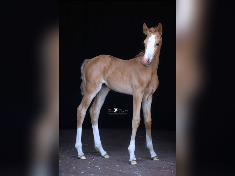 Deutsches Reitpony Stute  Palomino in Neuenkirchen-V&#xF6;rden