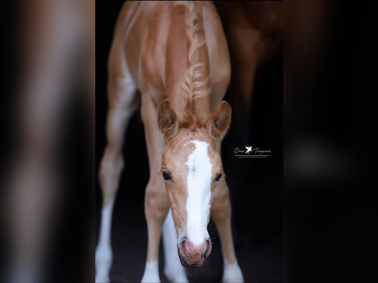 Deutsches Reitpony Stute  Palomino in Neuenkirchen-V&#xF6;rden
