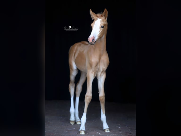 Deutsches Reitpony Stute  Palomino in Neuenkirchen-V&#xF6;rden