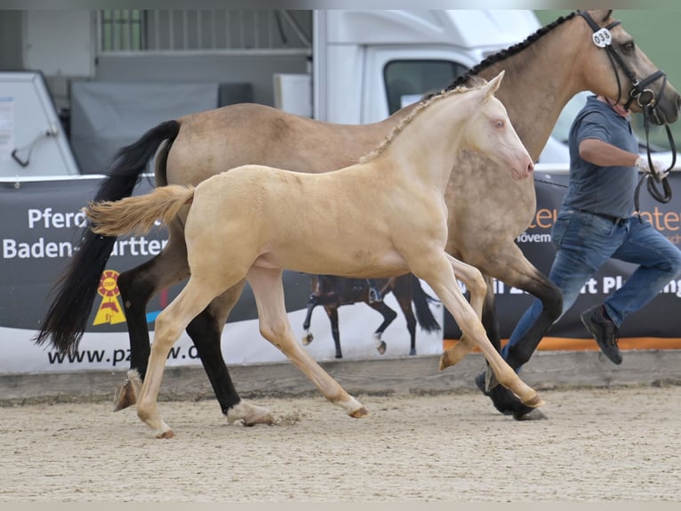 Deutsches Reitpony Stute Fohlen (04/2025) Perlino in Gomadingen