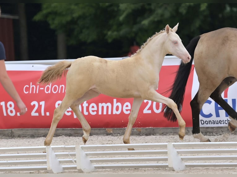 Deutsches Reitpony Stute Fohlen (04/2025) Perlino in Gomadingen