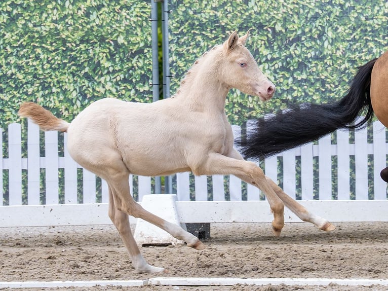 Deutsches Reitpony Stute Fohlen (03/2026) Perlino in Mnster-Handorf