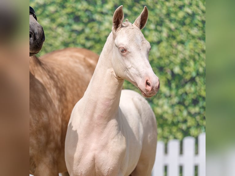 Deutsches Reitpony Stute Fohlen (04/2026) Perlino in Mnster-Handorf