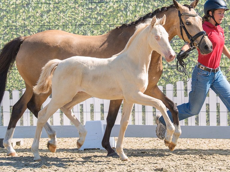 Deutsches Reitpony Stute Fohlen (05/2026) Perlino in Mnster-Handorf
