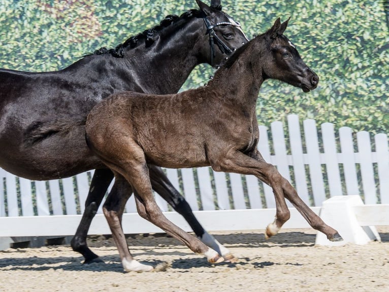 Deutsches Reitpony Stute Fohlen (02/2026) Rappe in Mnster-Handorf