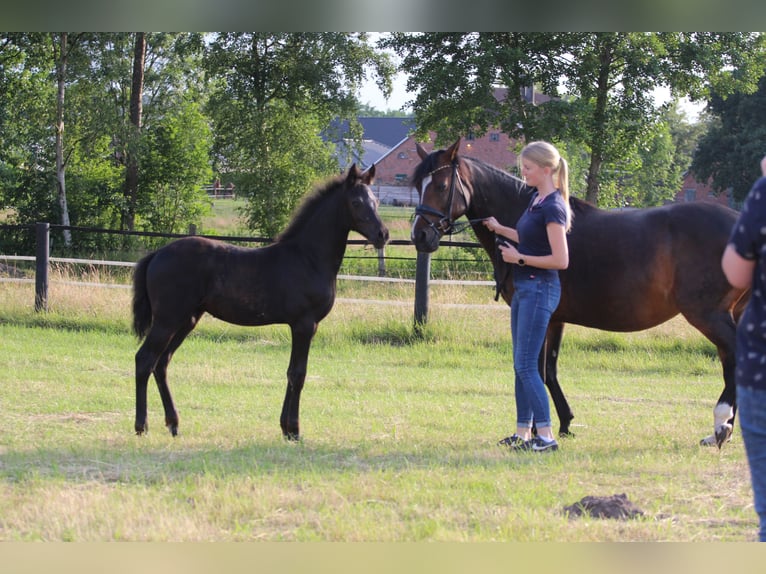 Deutsches Reitpony Stute  Rappe in Saterland