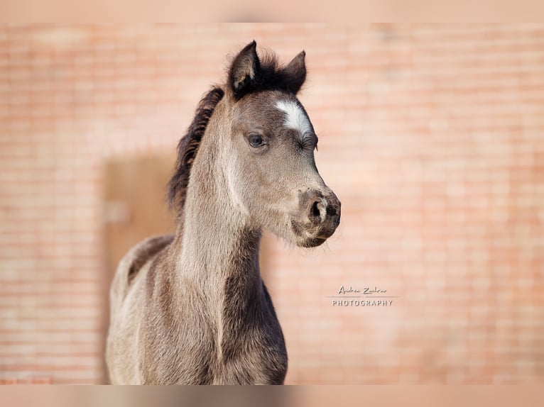 Deutsches Reitpony Stute Fohlen (03/2025) Rappe in Visselh&#xF6;vede