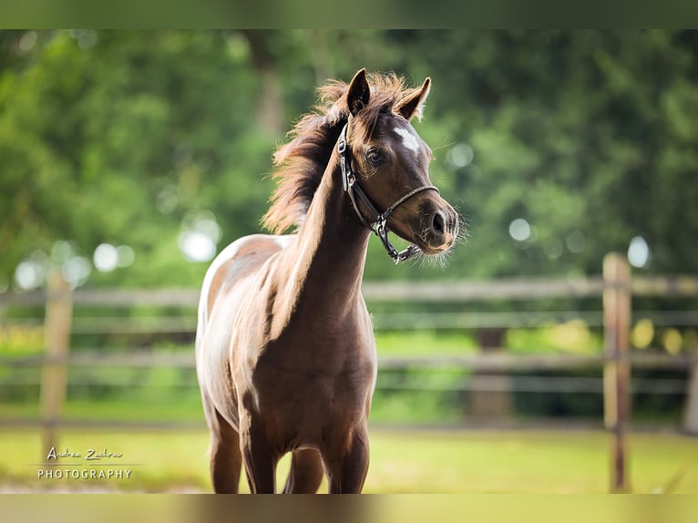 Deutsches Reitpony Stute Fohlen (03/2025) Rappe in Visselh&#xF6;vede