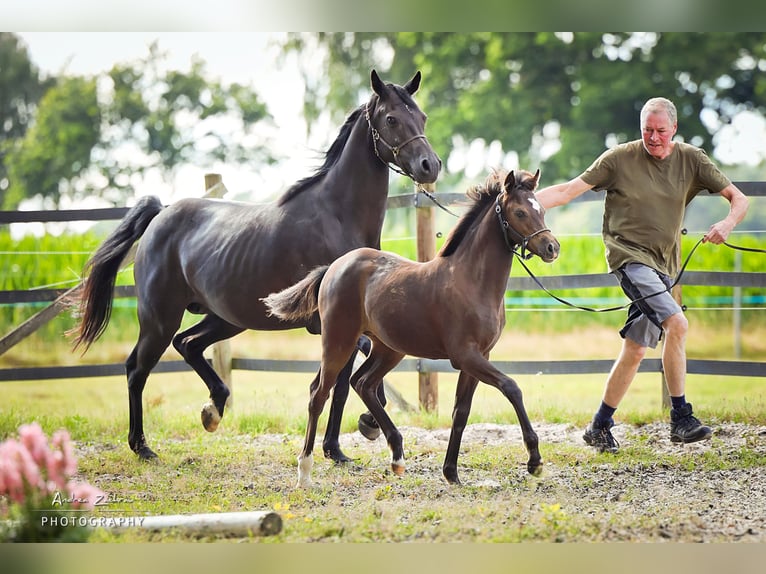Deutsches Reitpony Stute Fohlen (03/2025) Rappe in Visselh&#xF6;vede