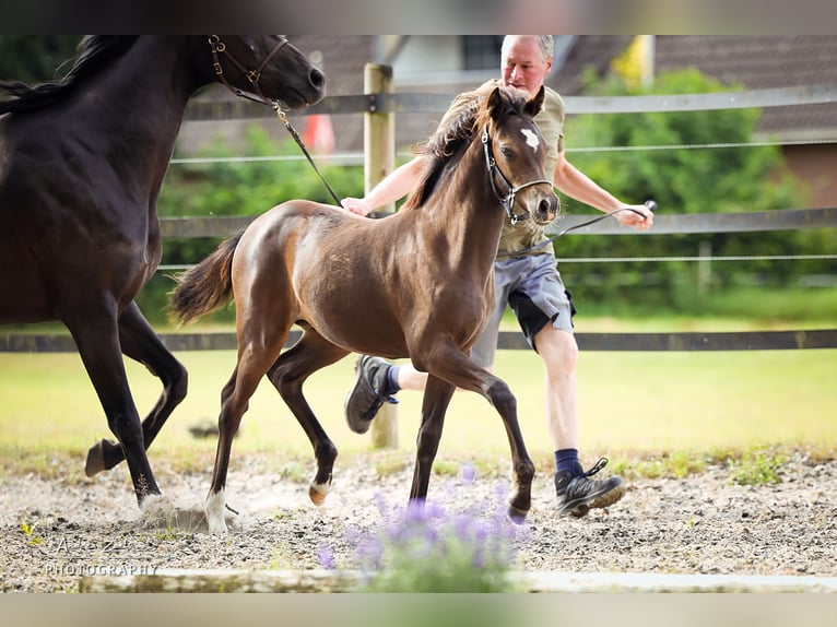 Deutsches Reitpony Stute Fohlen (03/2025) Rappe in Visselh&#xF6;vede