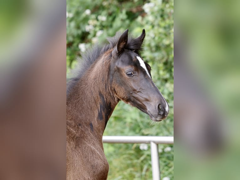Deutsches Reitpony Stute Fohlen (03/2026) Rappe in Uplengen