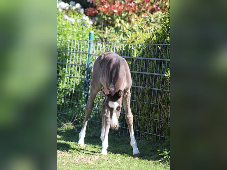 Deutsches Reitpony Stute  Rappe in Ritterhude