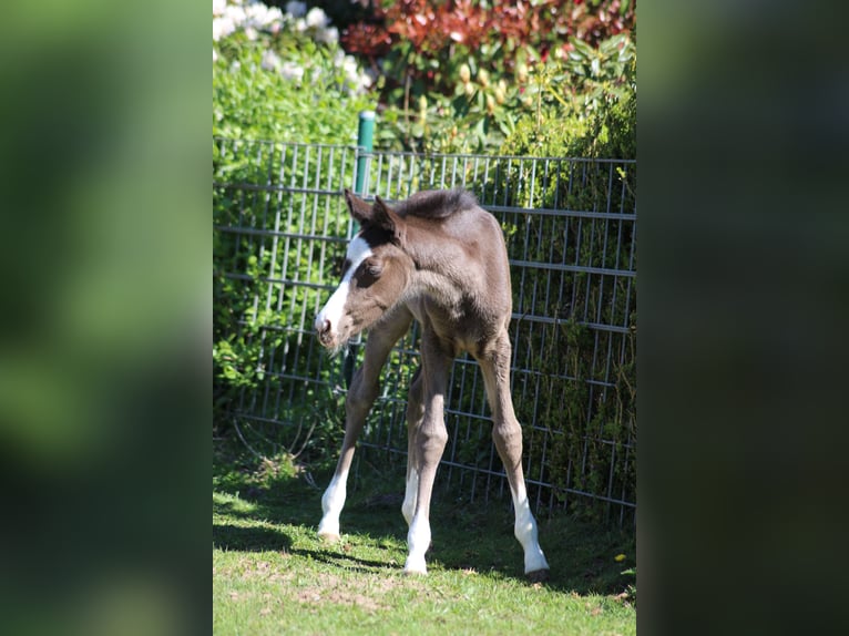 Deutsches Reitpony Stute  Rappe in Ritterhude