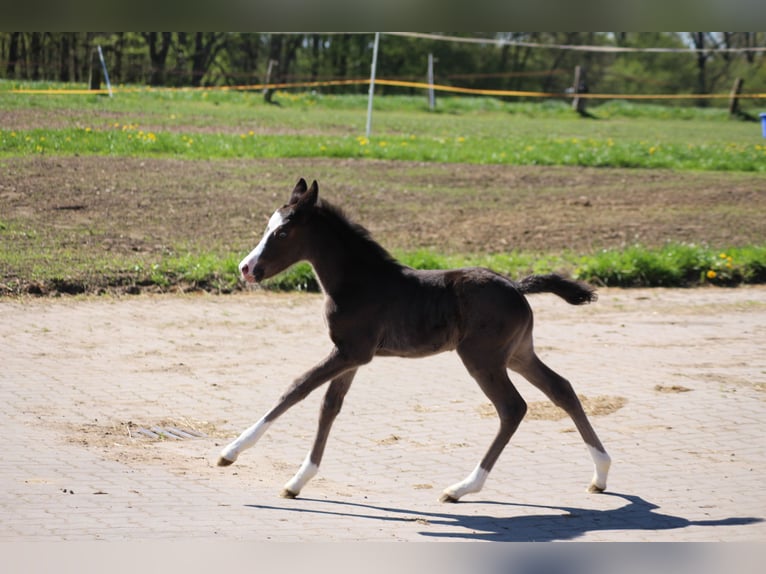 Deutsches Reitpony Stute  Rappe in Ritterhude