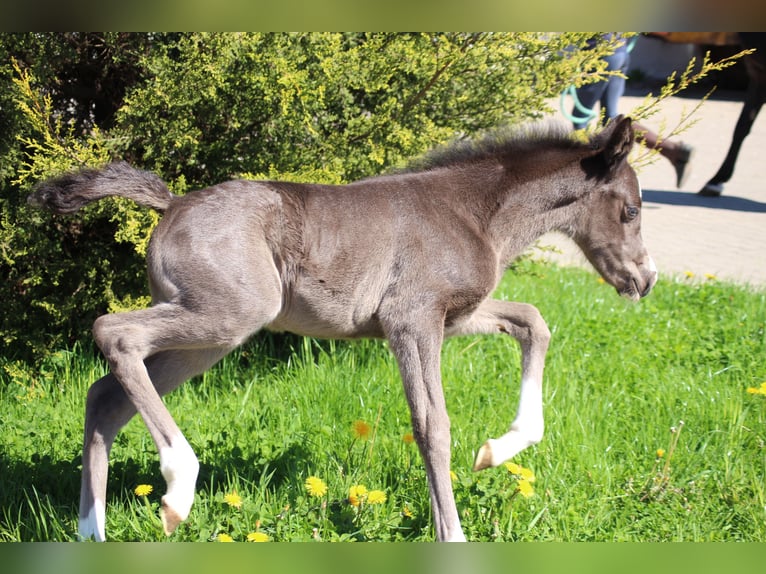 Deutsches Reitpony Stute  Rappe in Ritterhude
