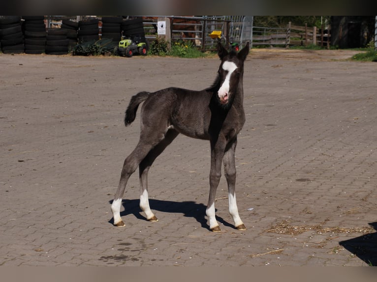 Deutsches Reitpony Stute  Rappe in Ritterhude
