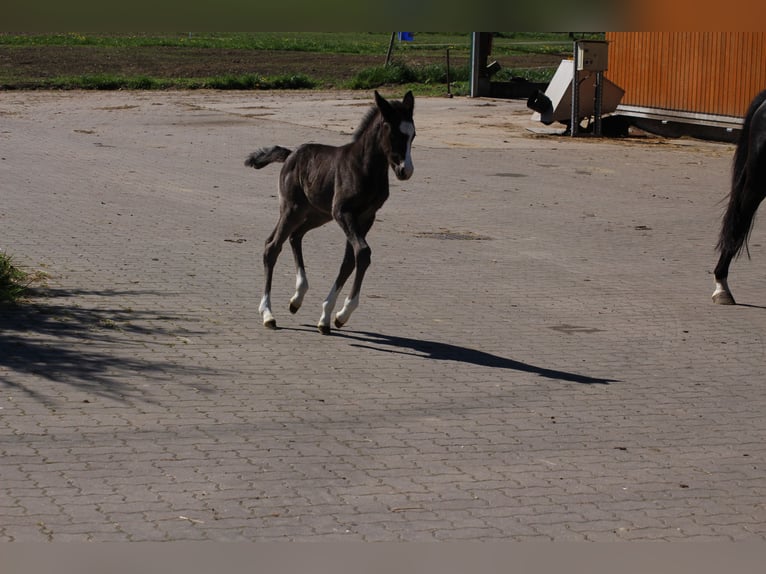 Deutsches Reitpony Stute  Rappe in Ritterhude