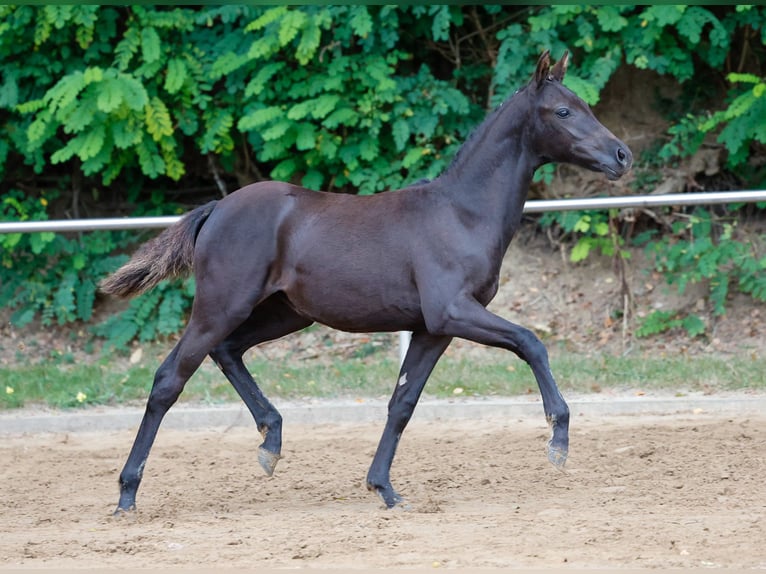 Deutsches Reitpony Stute Fohlen (04/2024) Rappe in Wardenburg