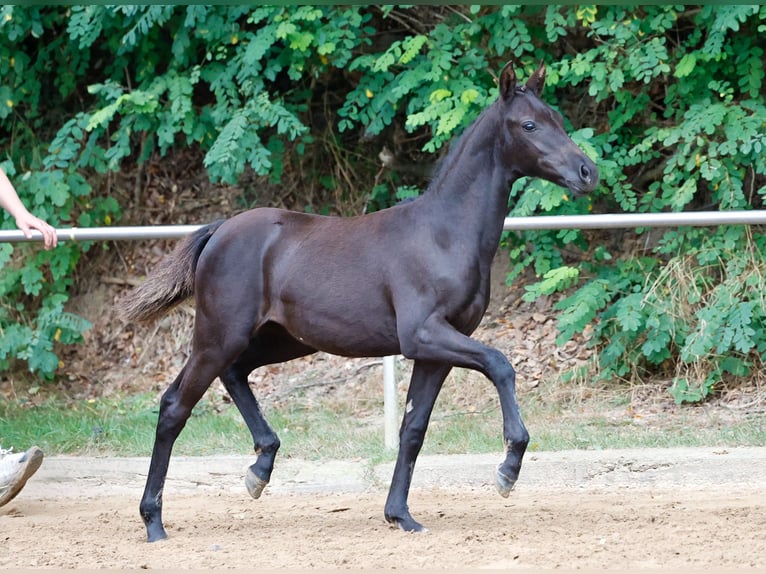 Deutsches Reitpony Stute Fohlen (04/2024) Rappe in Wardenburg