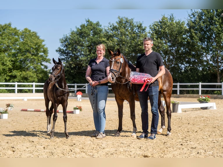 Deutsches Reitpony Stute Fohlen (04/2026) Rappe in Bottrop