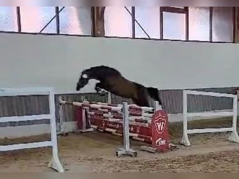 Deutsches Reitpony Stute Fohlen (04/2026) Rappe in Bottrop