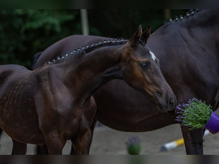 Deutsches Reitpony Stute  Rappe in Emstek