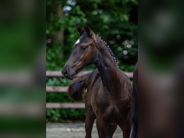 Deutsches Reitpony Stute  Rappe in Emstek