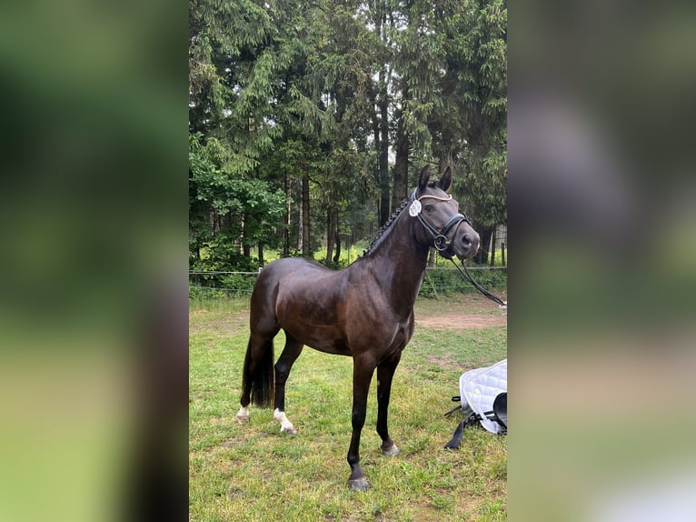 Deutsches Reitpony Stute Fohlen (05/2025) Rappe in HaaleTodenb&#xFC;ttel