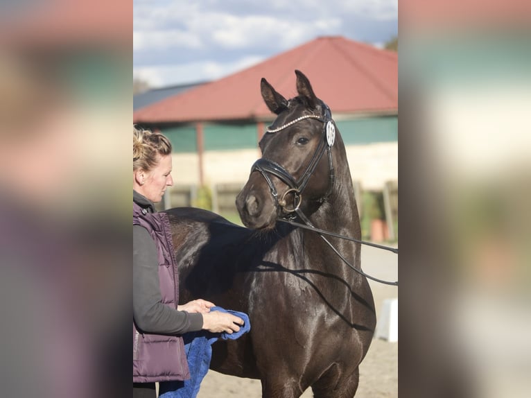Deutsches Reitpony Stute Fohlen (05/2025) Rappe in HaaleTodenb&#xFC;ttel